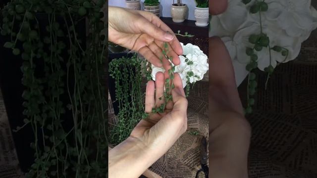 Крестовник Роули|Крестовник Роули уход|Крестовник растение смотреть онлайн