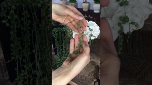 Крестовник Роули|Крестовник Роули уход|Крестовник растение
