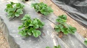 Зачистка земляники сорта Азия и Мальвина  Состояние на 13, 26 и 28 апреля 2023. Двулетка.