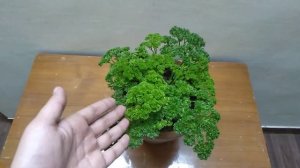 Top Magical Health Benefits of Parsley - Parsley Benefits on Your Body