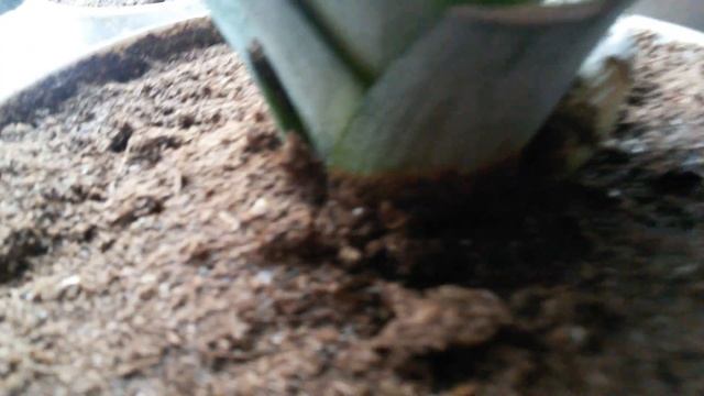 Ананас дома. Часть 8. К зиме готовишься??? смотреть онлайн