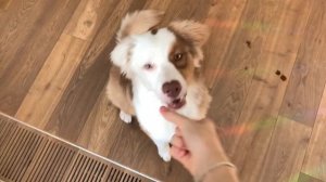 Все команды моей собаки. дрессировка собак. Базовые команды. Аусси