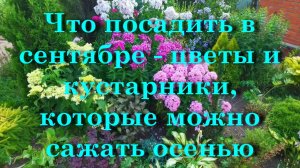 Что посадить в сентябре - цветы и кустарники, которые можно сажать осенью