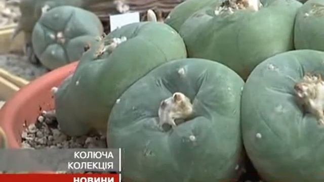 Самая большая в мире коллекция кактусов