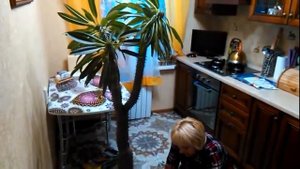 ПАХИПОДИУМ