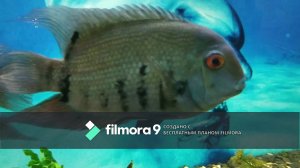 интересные движения рыб:)))) #рыбки #плавают