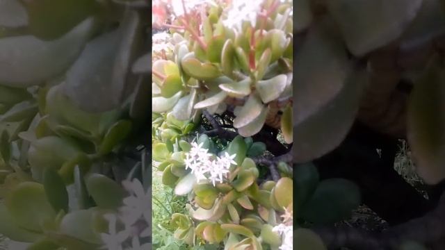 Сицилия,Цветет толстянка смотреть онлайн