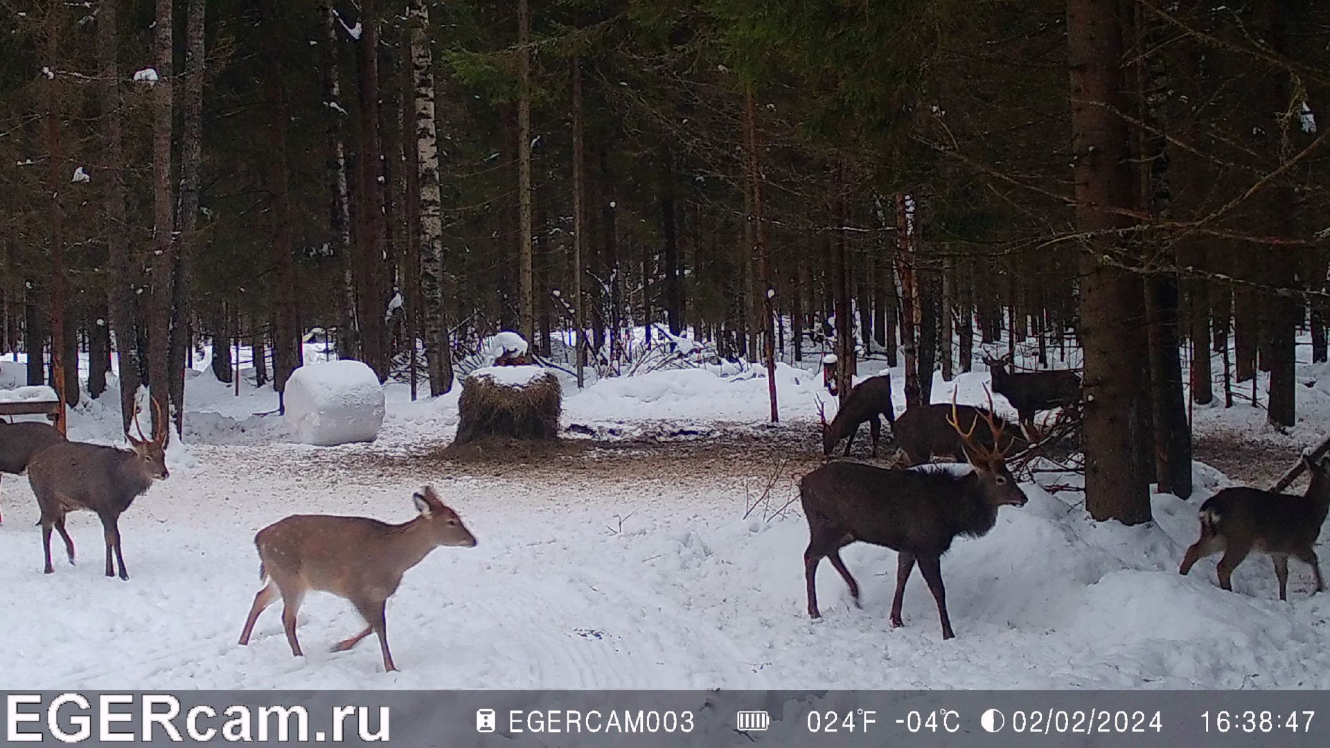 Олени. Зимняя поляна )
Всегда свежие фото и видео с фотоловушек Егерькам.