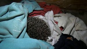 Ежик - зимняя спячка 2018.04.12