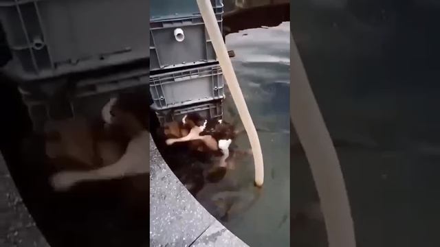 Спас друга))