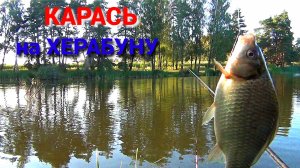 ХЕРАБУНА по РУССКИ. Ловля КАРАСЯ на ПОПЛАВОК. ПОКЛЁВКИ крупным планом.