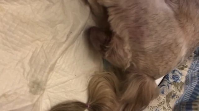 Как принять роды у собаки (щи-тцу) смотреть онлайн