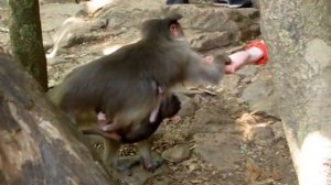 Обезьянки с детенышем на водопаде .Гоа. Индия.Monkie with baby. Goa. India