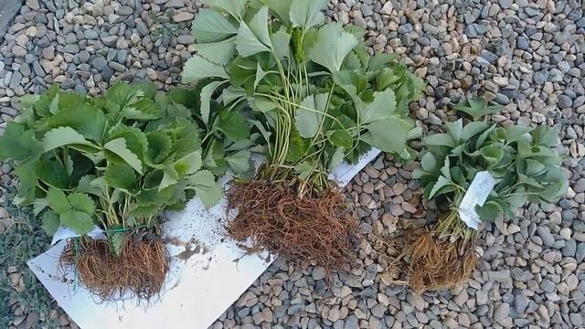 Отправка рассады клубники открытая корневая смотреть онлайн