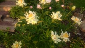 Paeonia Spider Green