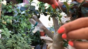 АДЕНИУМ ПРИВИВКА РАЗНЫМИ СОРТАМИ | РЕЗУЛЬТАТ