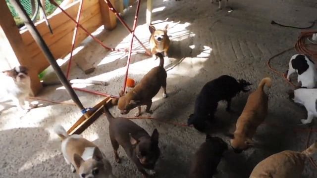 #ЧИХУА едят СЫРОЕ мясо с ЯЙЦАМИ / Земляника с грядки в СЕНТЯБРЕ и малина на завтрак Киви и Лимона смотреть онлайн