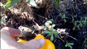 ТОМАТ ЗОЛОТАЯ КАНАРЕЙКА. Описание сорта