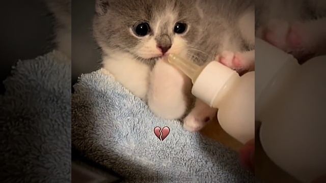 СМОТРИ И СМЕЙСЯ смотреть онлайн