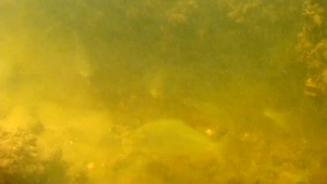 НАЧАЛО ЗИМЫ ПОД ВОДОЙ. О чём молчат рыбы 70 смотреть онлайн