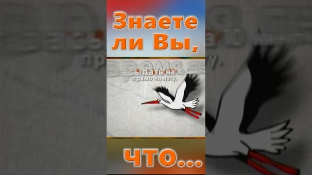 Знаете ли Вы, Что? Утки, гуси, лебеди