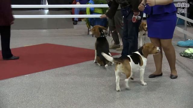 Бигль на ilikepet смотреть онлайн