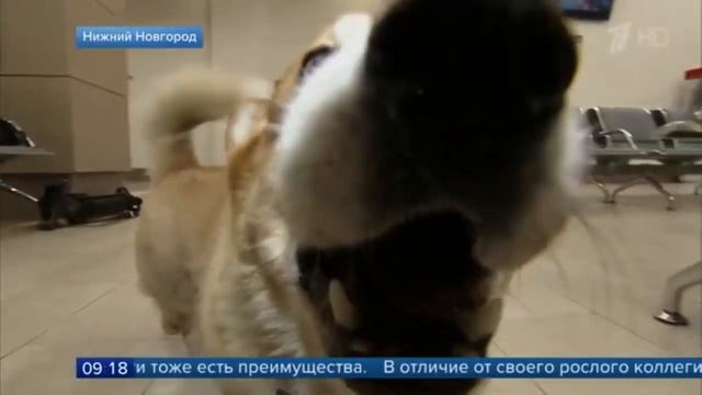Супер нюх - Новости Первый канал (17.01.2020 г.)
