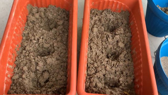 How to plant gladiolus bulbs смотреть онлайн