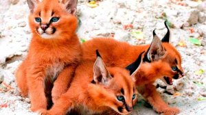 ТОП 8 САМЫХ УМНЫХ ПОРОД КОШЕК