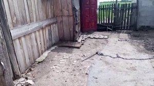 Свиноматки ,,Ландрас'' поросята французский  ,,Петрен''  и трехпородный гибрид ,,Кантор''