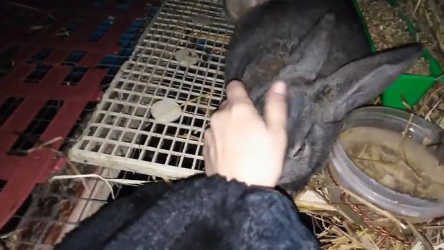 Что такое кролики и, как с ними бороться смотреть онлайн