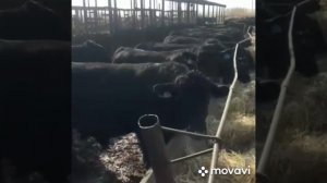 порода абердин Ангус это мясное направление от него h60 процент 65 процент выхода мяса