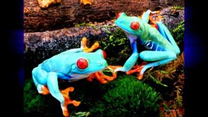 Лягушачий хор