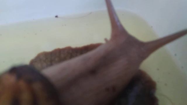 Купаем улитку Ахатину в ромашке.