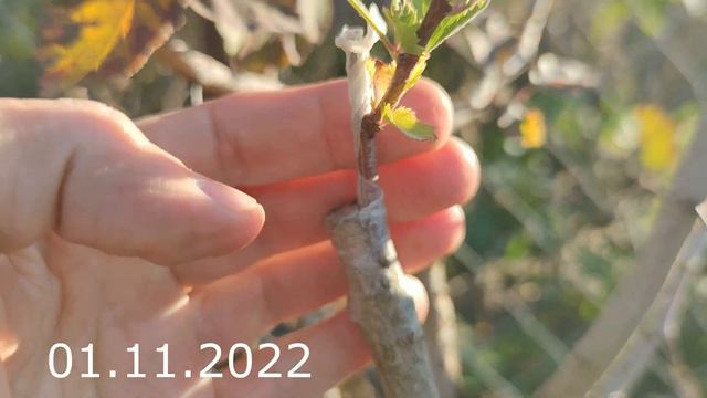 прививка культурного боярышника на дикий смотреть онлайн