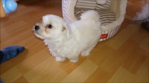 ? Щенок Мальтезе описал весь дом / Подарили собаку /First day Puppy Jack at home
