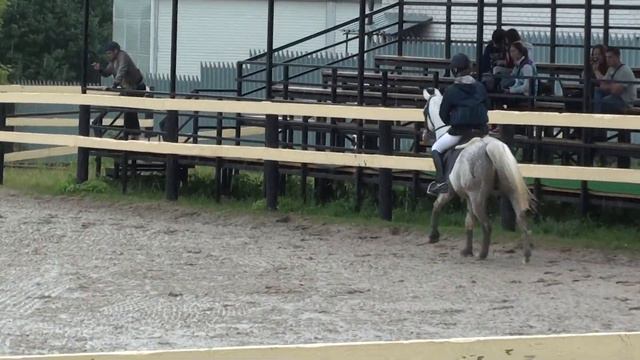 Сдаётся лошадь в аренду. Серый арабский жеребец. Находится в КСК Созидатель смотреть онлайн
