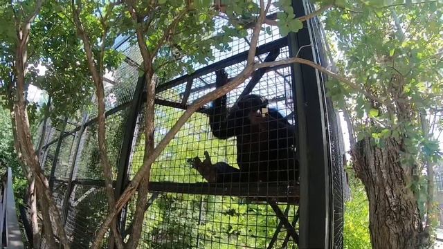 Парк Львов «ТАЙГАН», САМЫЙ БОЛЬШОЙ ЗООПАРК В КРЫМУ!!