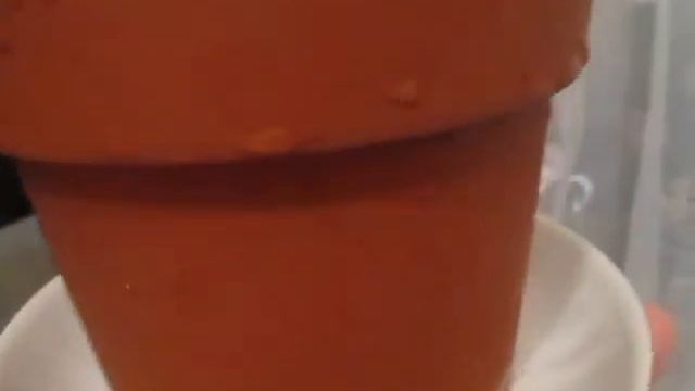 "Сансевиерия Ханни-1. Розетка! Пересадка, корни – усечение! Сансевие́рия, Сансевие́ра, Сансевье́ра! смотреть онлайн