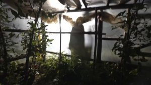 COVID -19 ZOMBIE ? APOCALYPSE first person (pov) ZOMBIES