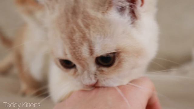 I want to bite you! Funny kittens 🤣 смотреть онлайн