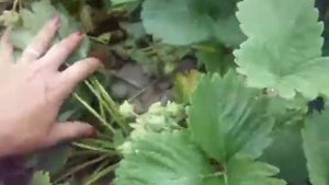 сорт Маршал