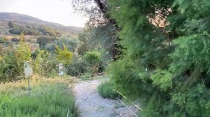 Melaleuca alternifolia ( Tea tree ) in Maravel Garden