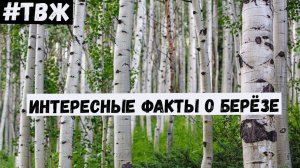Что вы знаете о берёзе? - #Тайны_всего_живого - 4 выпуск!