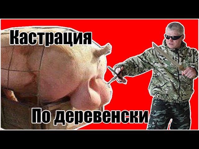 Кастрация свиней Деревенская жизнь