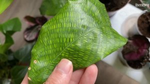 Мои калатеи. Как поживает моя коллекция калатей.