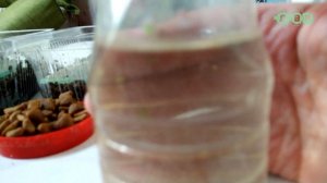 ГРИНДАЛЬ СОДЕРЖАНИЕ И РАЗВЕДЕНИЕ ОТ А ДО Я! ГРИНДАЛЬСКИЙ ЧЕРВЬ!