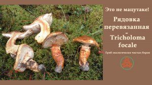 Это не мацутаке! Рядовка перевязанная - Tricholoma focale. Гриб экологически чистых боров.