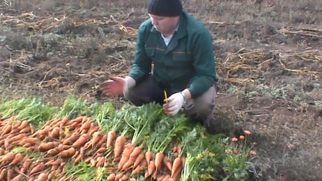 морковь капельный полив
