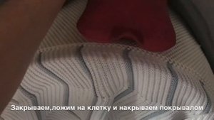 Как согреть попугая зимой!Что делать если попугай мёрзнет